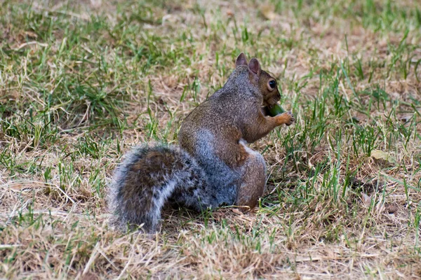 Eichhörnchen Gras Des Valentino Parks Turin — Stockfoto