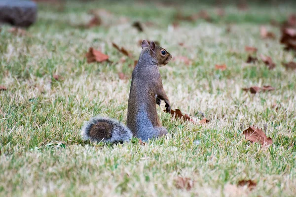 都灵华伦天奴公园草地上的松鼠 — 图库照片