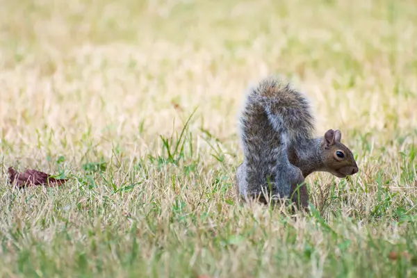 Écureuil Dans Herbe Parc Valentino Turin — Photo