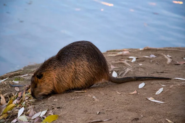 Turuncu nehir faresi, Prag 'da Vltava Nehri' nde bir adada akşam vakti coypu.