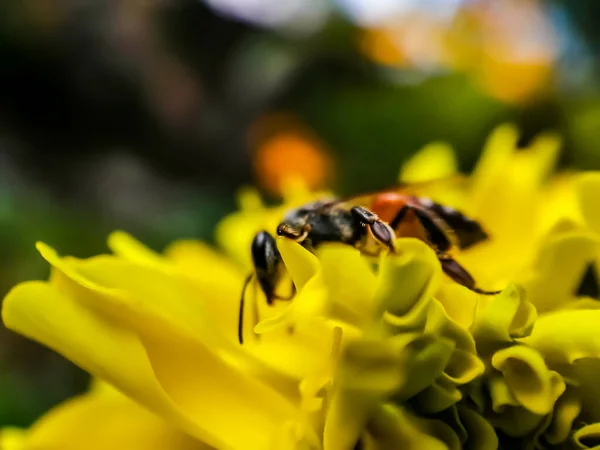 Ett Honungsbi Som Samlar Honung Från Gul Blomma — Stockfoto