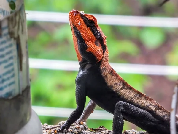 Caméléon Orange Regardant Vers Caméra — Photo