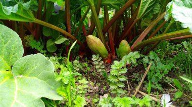 Rubarb 'ın çiçek açan çiçeği..