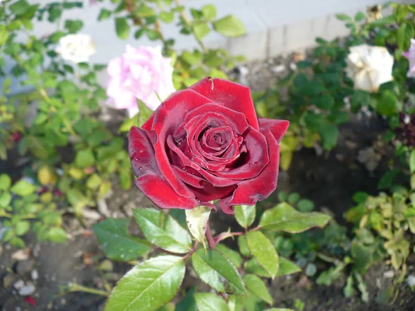 Μαρόν Τριαντάφυλλο Close Ανθίζει Στον Κήπο — Φωτογραφία Αρχείου