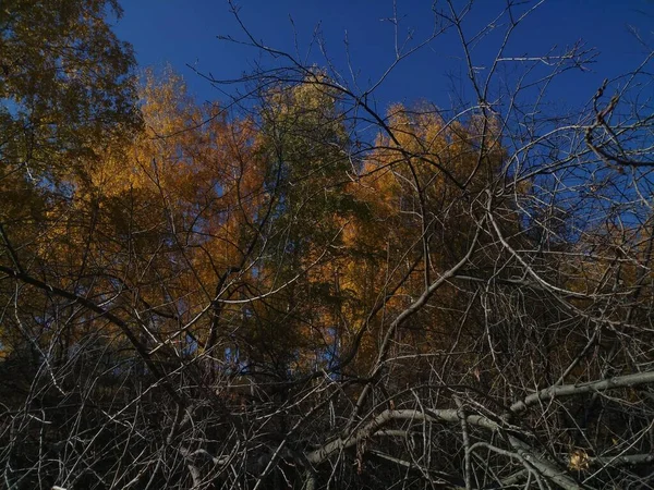 Kolorowe Liście Jesiennego Lasu — Zdjęcie stockowe