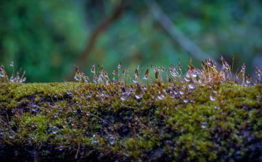 Yağmurdan sonra yosun makro fotoğraflarında su damlacıkları
