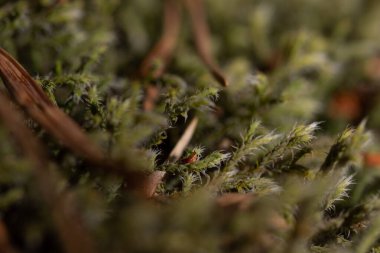 Makro doğa fotoğrafları, arka plan ve dokular