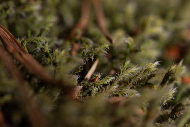 Makro doğa fotoğrafları, arka plan ve dokular