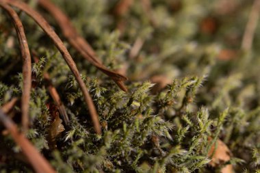 Makro doğa fotoğrafları, arka plan ve dokular