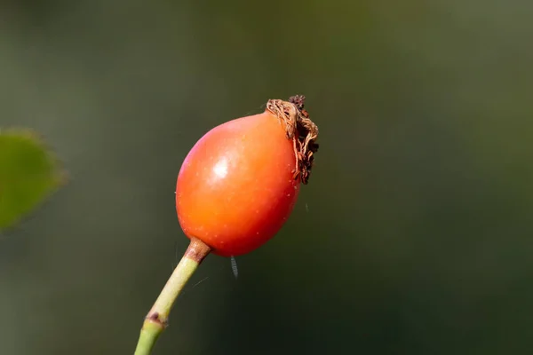 Macro Natuur Foto Achtergronden Texturen — Stockfoto