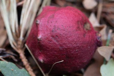 Ormanda yabani mantar makrosu