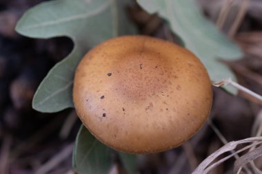 Ormanda yabani mantar makrosu