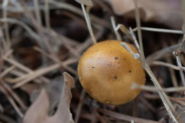 Macro Setas Silvestres Bosque — Foto de Stock