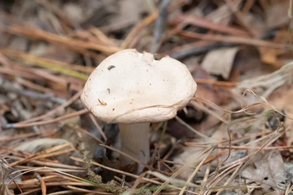 Macro Wild Mushrooms Forest — Stock Photo, Image