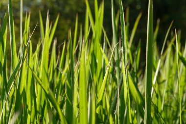 Taze yeşil çimenler, doğal olarak.