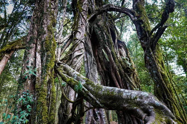 Grande Raiz Banyan Árvore Parque Verde — Fotografia de Stock