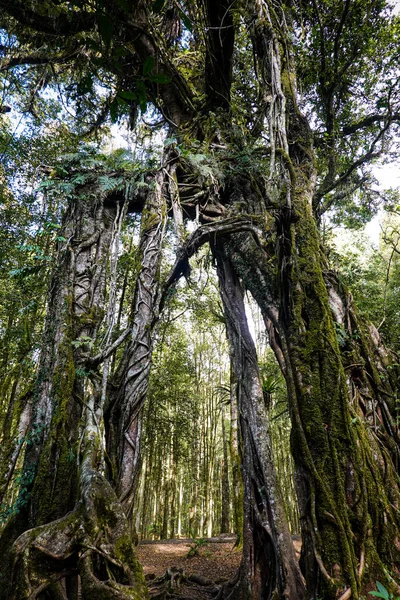 Grande Raiz Banyan Árvore Parque Verde — Fotografia de Stock