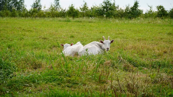 Chèvres Allongées Sur Herbe — Photo