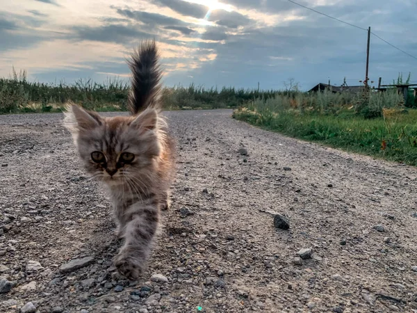 小猫咪走在村子里的路上 — 图库照片
