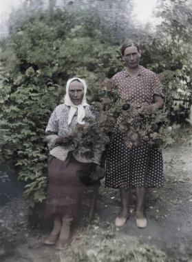 Bahçedeki yaşlı kırsal kadınların klasik bir portresi. Anne ve kızı çiçek açan güllerin arasında. 1968 'den eski bir fotoğraf.
