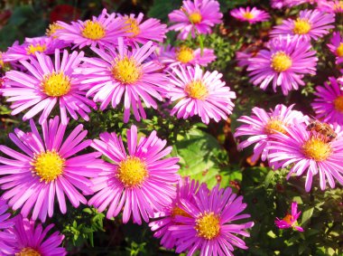 Pembe kasımpatı çalısı