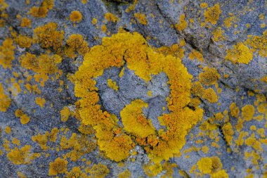 Taşta sarı yosun var.