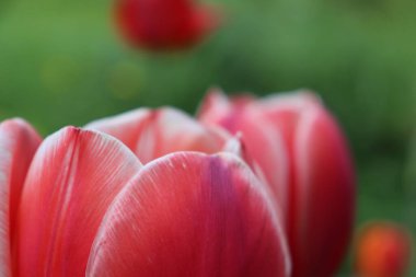 Makro fotoğrafçılıkta parlak çiçekler. İri lale yaprakları.