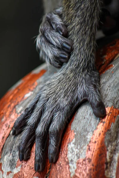 Baby Aap Knuffelen Zijn Moeder — Stockfoto