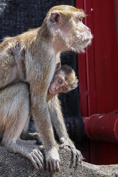 Bebé Mono Abrazando Madre — Foto de Stock