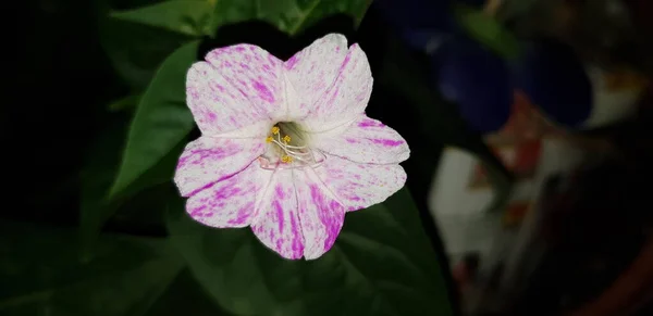 White pink striped Mirabilis jalapa, or four o\'clock flower, is the most commonly grown ornamental species of Mirabilis plant for tropical weather.