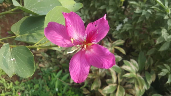 香港兰花 Bauhinia Blakeana 的特写 印度尼西亚植物 — 图库照片