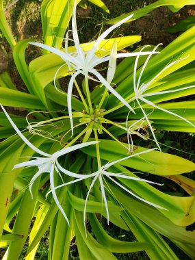 Blossom Lily flower (white spider lily plant, Hymenocallis caribaea), flora in UAE.