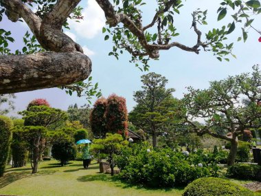 An ancient tree of Erythrina crista-galli (Papilionaceae), Botanical Garden, Indonesia. 
