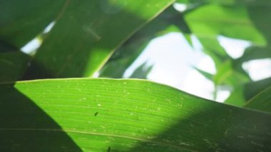 Mısır Tarlası Tarlası Doğa Alanı. Mısır Tarlası 'nda günbatımı. Güneşteki Mısır.