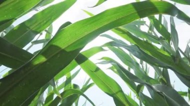 Mısır Tarlası Tarlası Doğa Alanı. Mısır Tarlası 'nda günbatımı. Güneşteki Mısır.