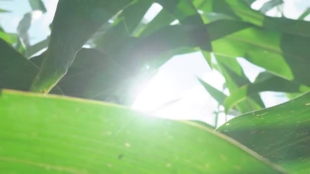 トウモロコシトウモロコシ畑 トウモロコシ畑の上に沈む夕日 太陽の下のトウモロコシ — ストック動画