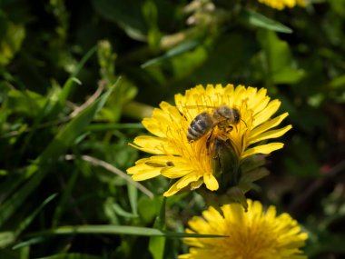 Karahindiba üzerinde bir arı