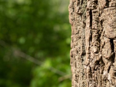 Ağaç kabuğu.