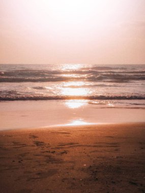 Genç bir heterokromik ya da tuhaf gözlü evcil kedinin yakın plan portresi.