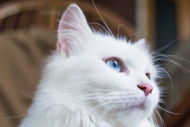 Genç bir heterokromik ya da tuhaf gözlü evcil kedinin yakın plan portresi.