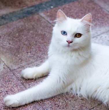 Genç bir heterokromik ya da tuhaf gözlü evcil kedinin yakın plan portresi.