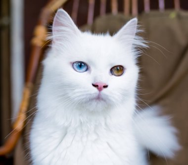 Genç bir heterokromik ya da tuhaf gözlü evcil kedinin yakın plan portresi.