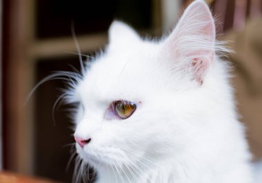 Genç bir heterokromik ya da tuhaf gözlü evcil kedinin yakın plan portresi.