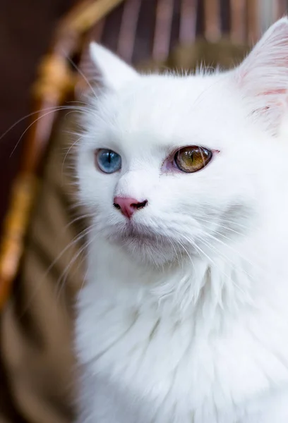 若いヘテロクロミックまたは奇数目の白い毛皮の国内猫のクローズアップ肖像画 — ストック写真