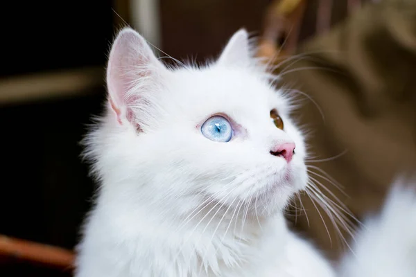 Close Portrait Young Heterochromic Odd Eyes White Fur Domestic Cat — стоковое фото