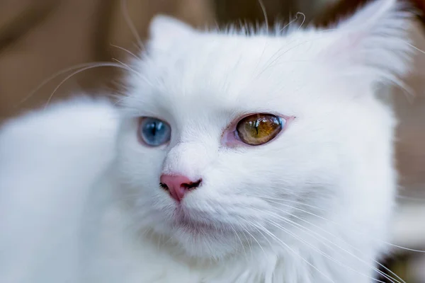 Close Portrait Young Heterochromic Odd Eyes White Fur Domestic Cat — стоковое фото