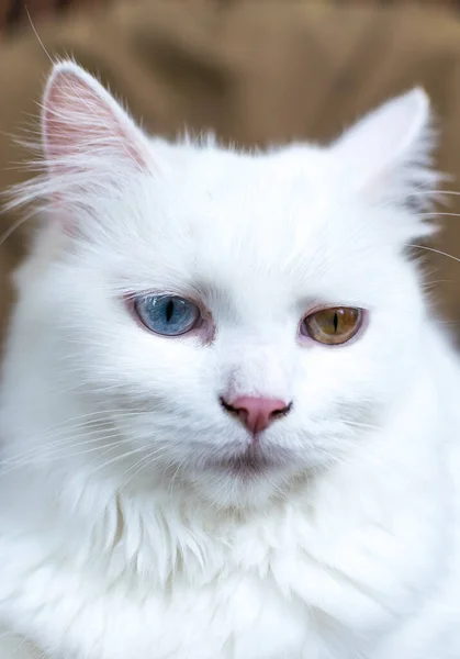 Close Portrait Young Heterochromic Odd Eyed White Fur Domestic Cat — Stock Photo, Image