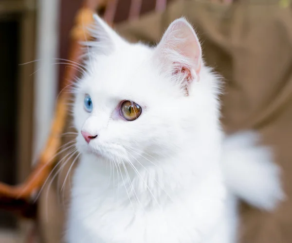 Retrato Perto Jovem Gato Doméstico Heterocromático Olhos Estranhos Pele Branca — Fotografia de Stock