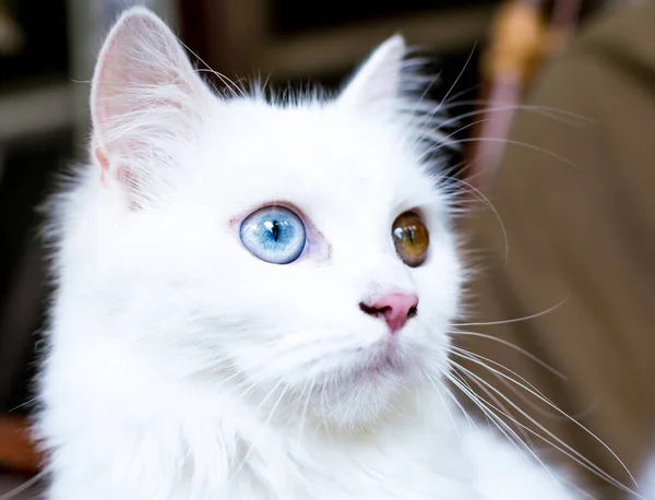 Zblízka Portrét Mladé Heterochromní Nebo Liché Bílé Kožešiny Domácí Kočky — Stock fotografie