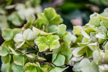 Güneşli yaz gününde bahçede yeşil ortanca çiçek
